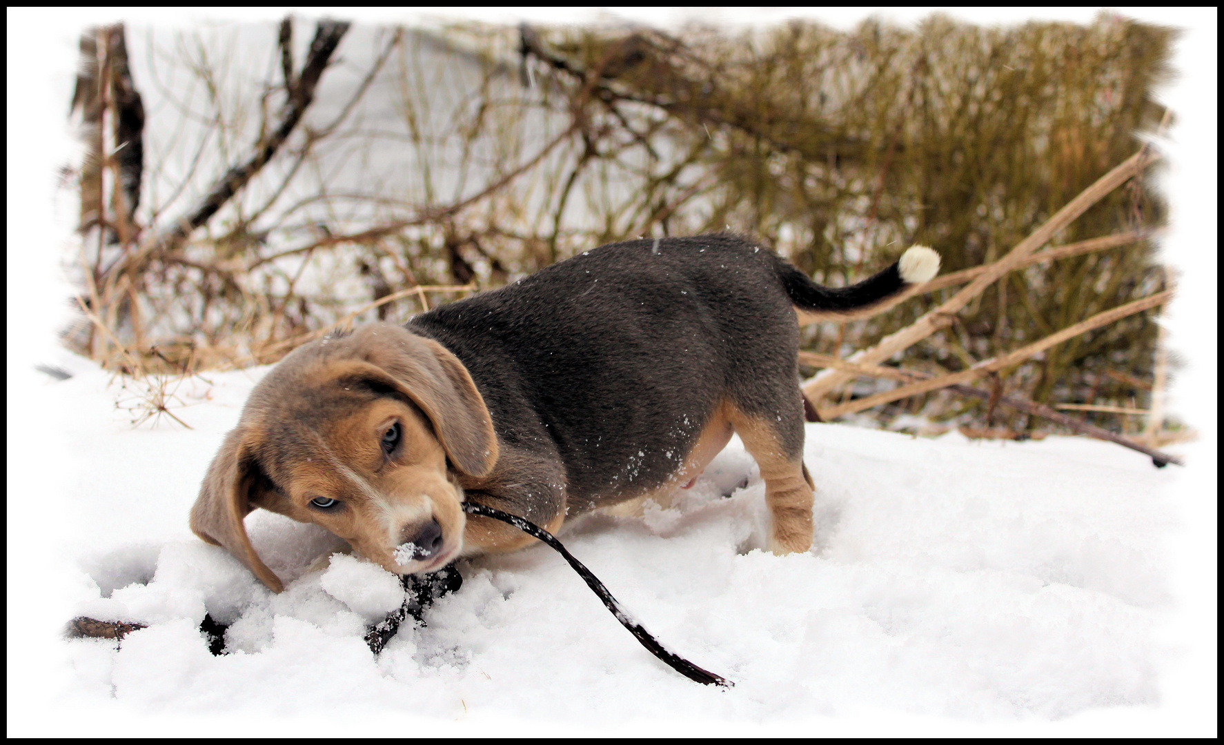 Schneehund