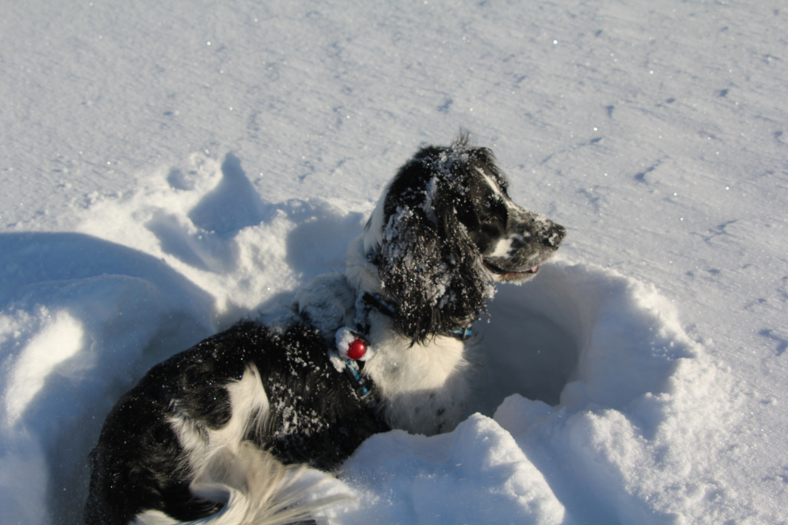 "Schneehund !!??"