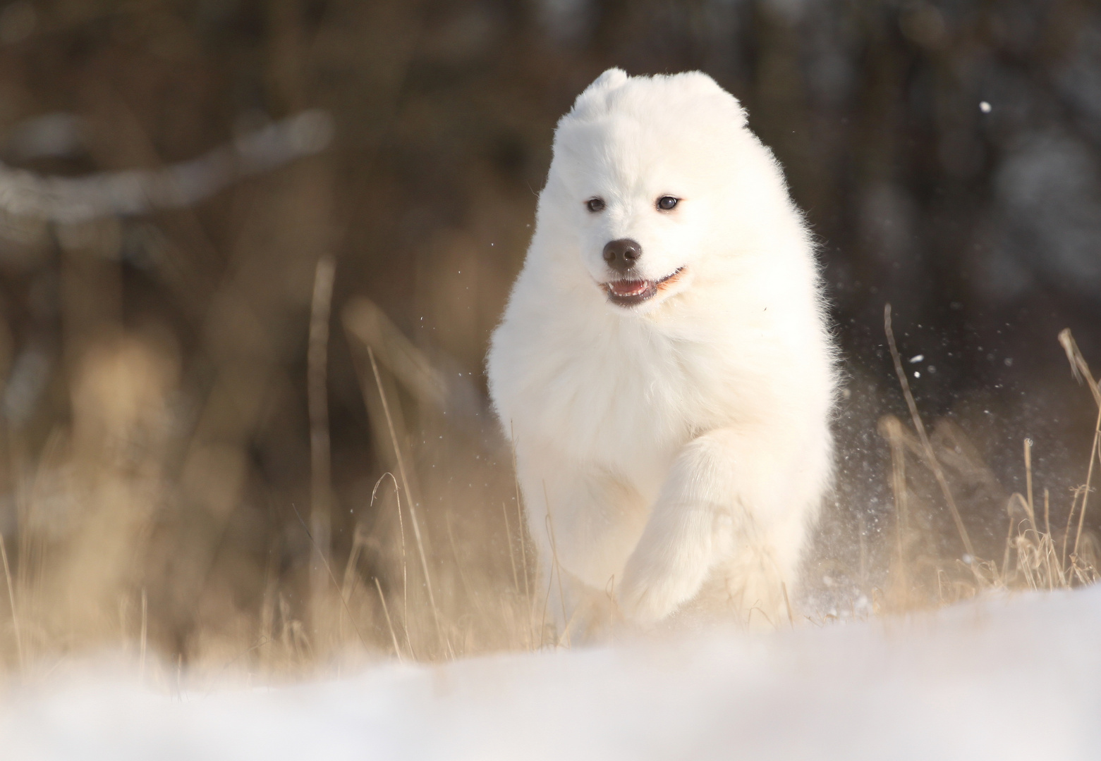 Schneehund