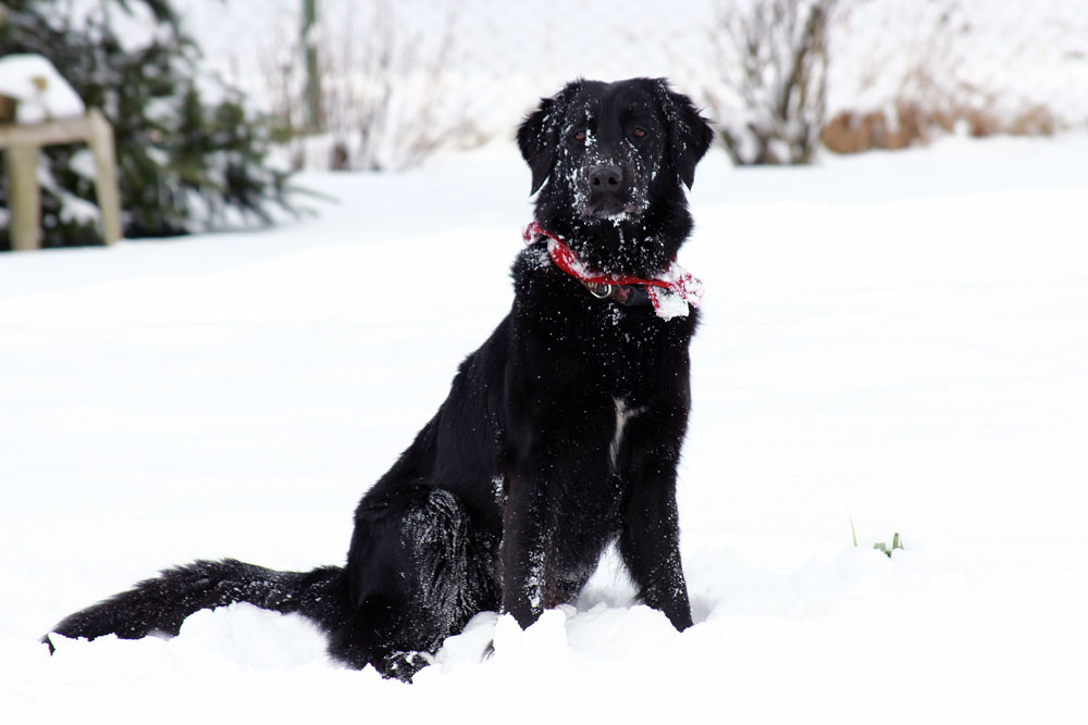 Schneehund