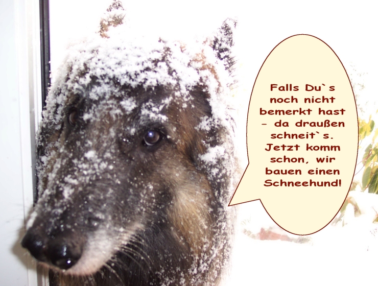 Schneehund