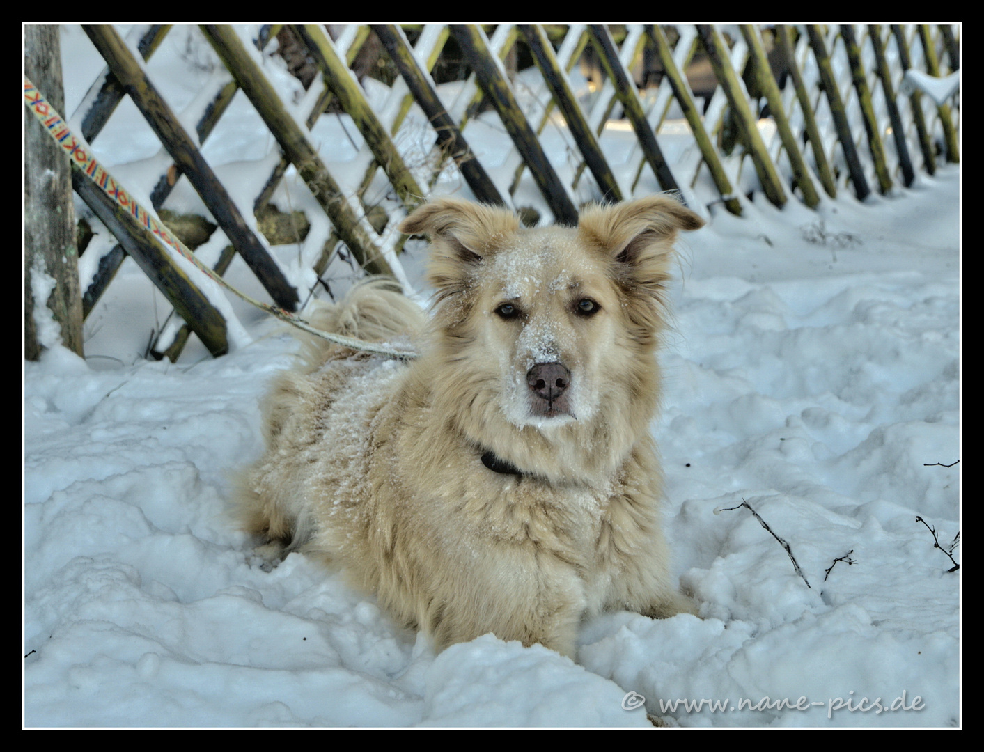 Schneehund