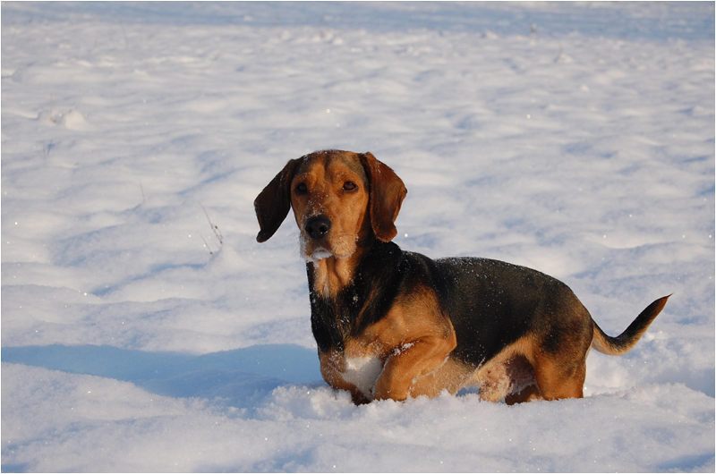 Schneehund :)