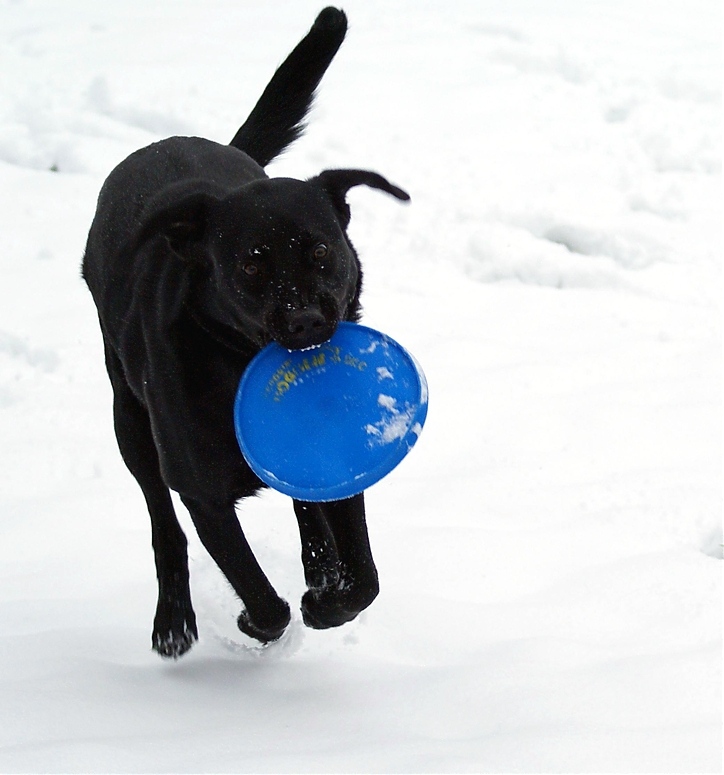 Schneehund