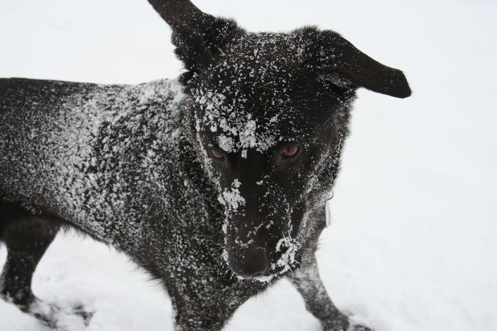 Schneehund