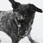 Schneehund