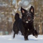 Schnee+Hund