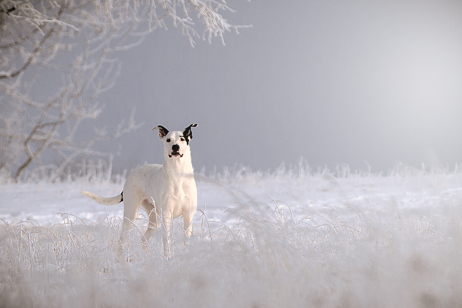 Schneehund