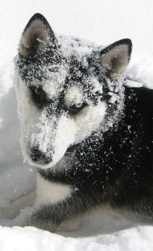 Schnee_Hund