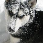 Schnee_Hund