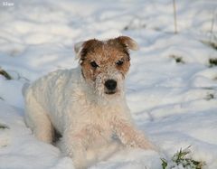 Schneehund