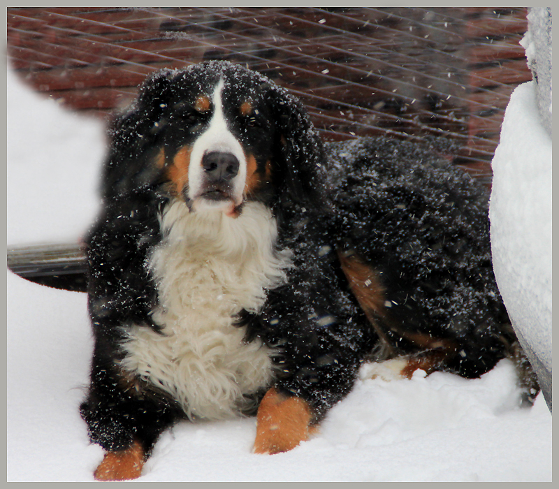 - schneehund -