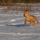 Schneehund