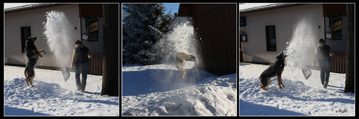 Schneehund