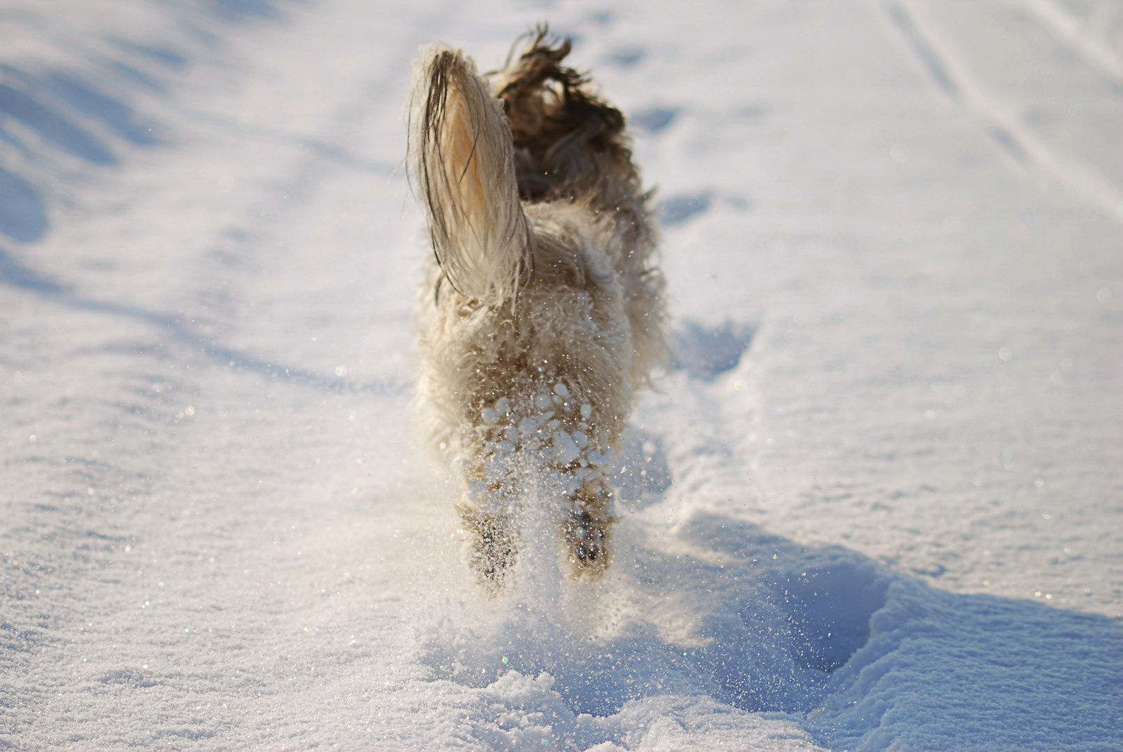 Schneehund