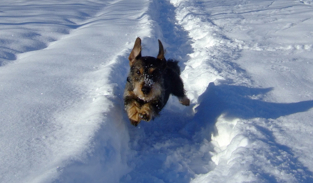 Schneehund