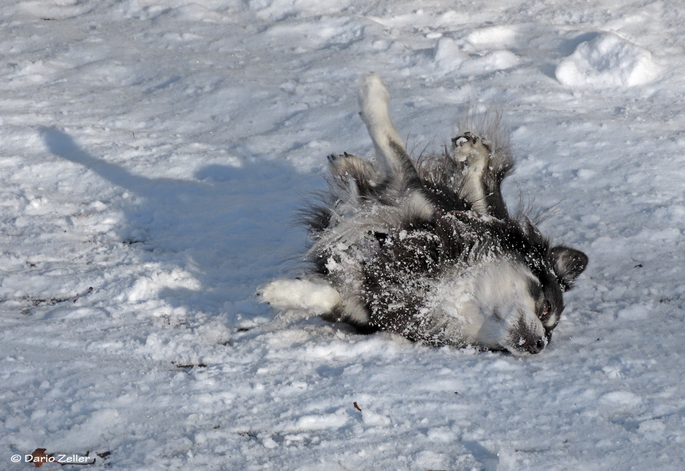 Schneehund