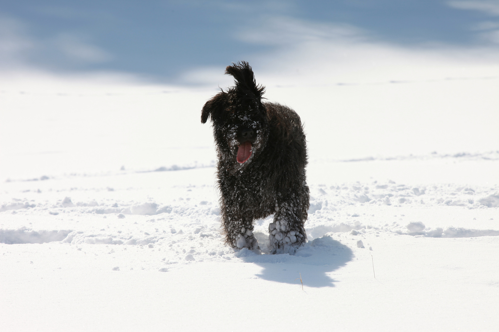 Schneehund