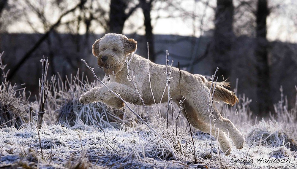 Schneehund ...