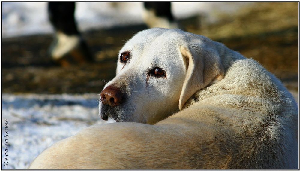 . Schneehund .