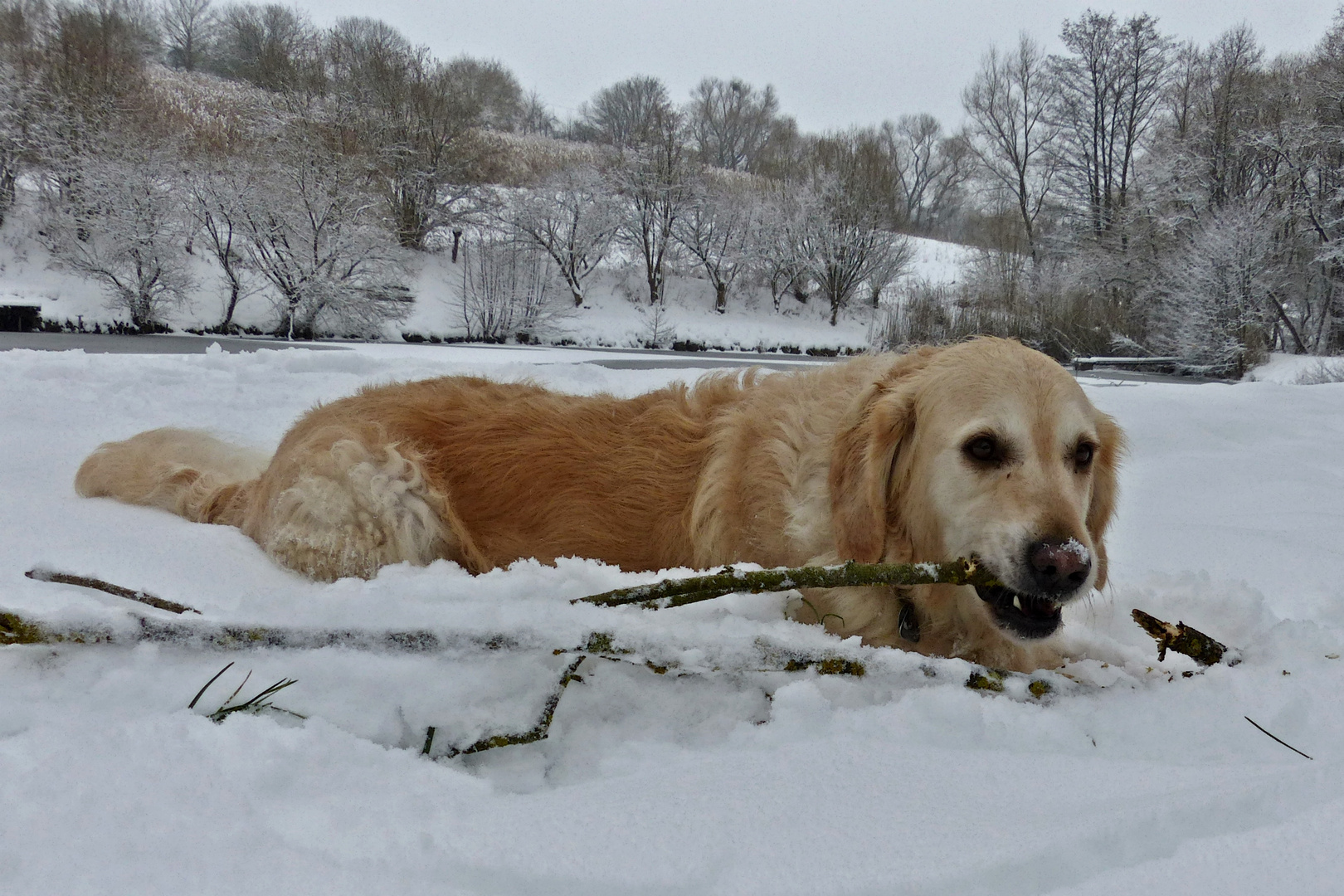 Schneehund