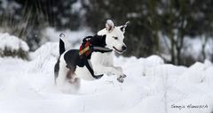 Schneehund II