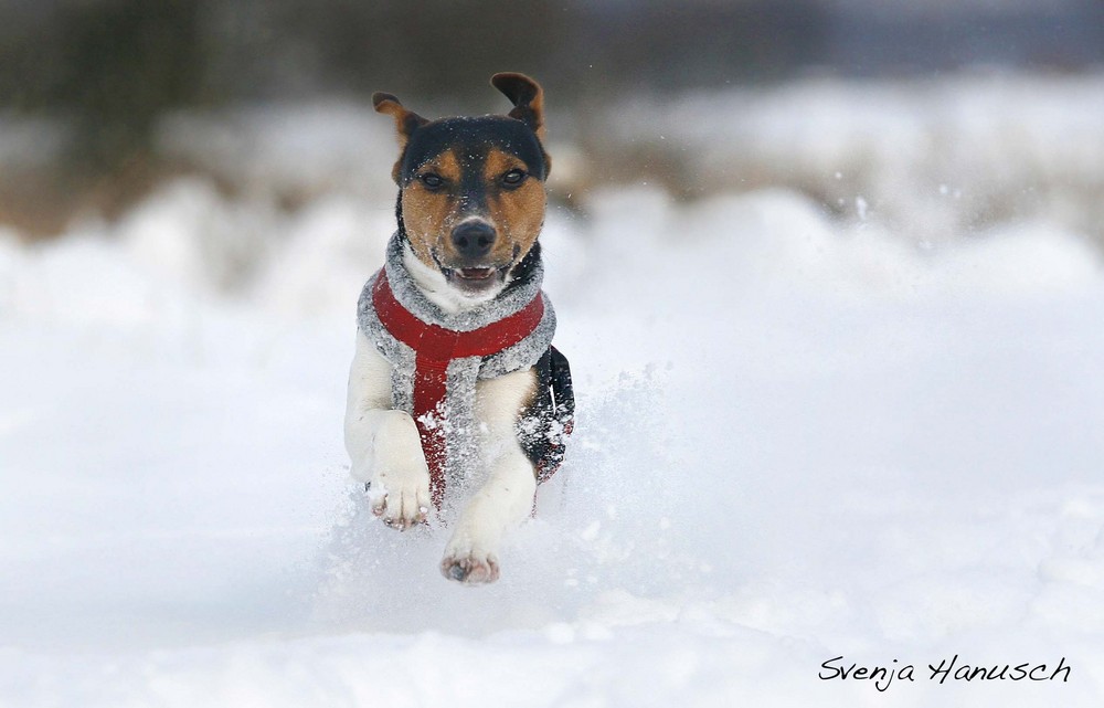 Schneehund III