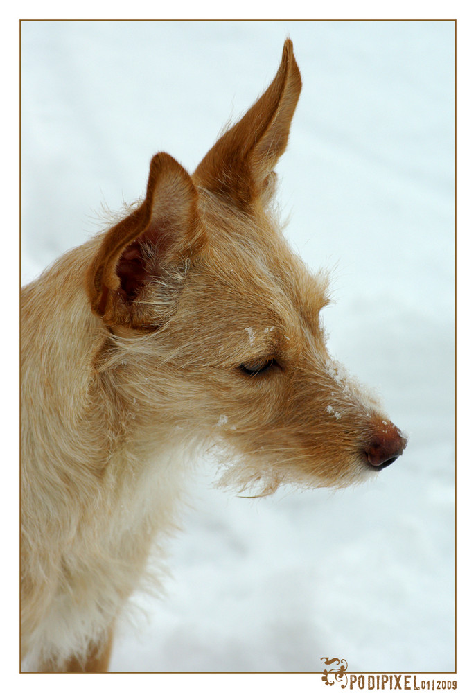 Schneehund Ivy