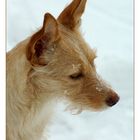 Schneehund Ivy