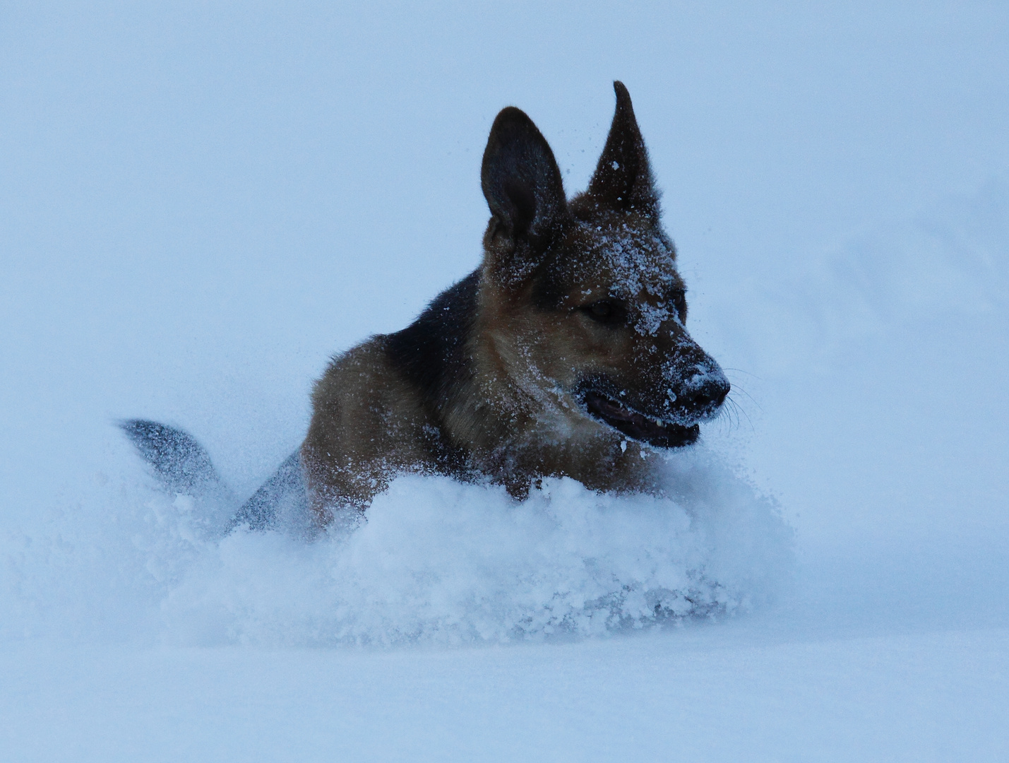 Schneehund Roxy