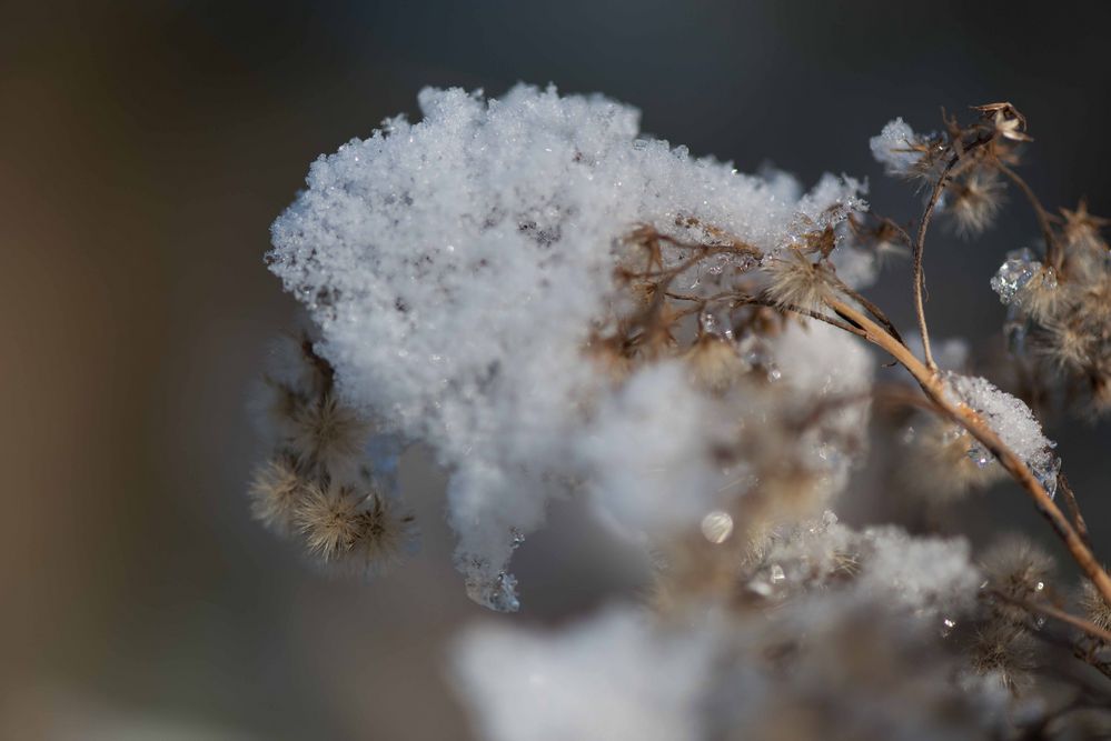 Schneehut II