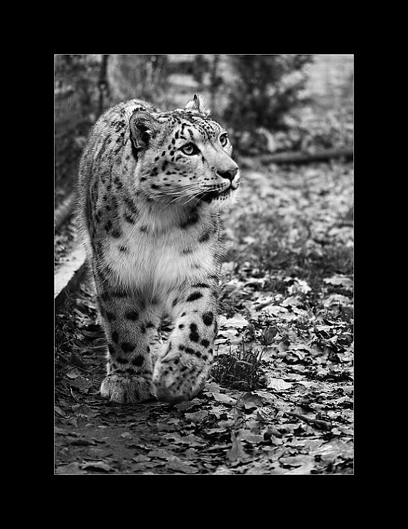 Schneeig leopard