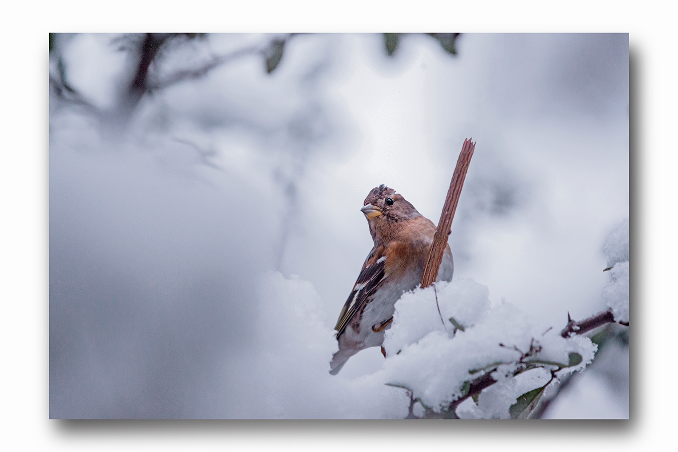 Schneeimpressionen