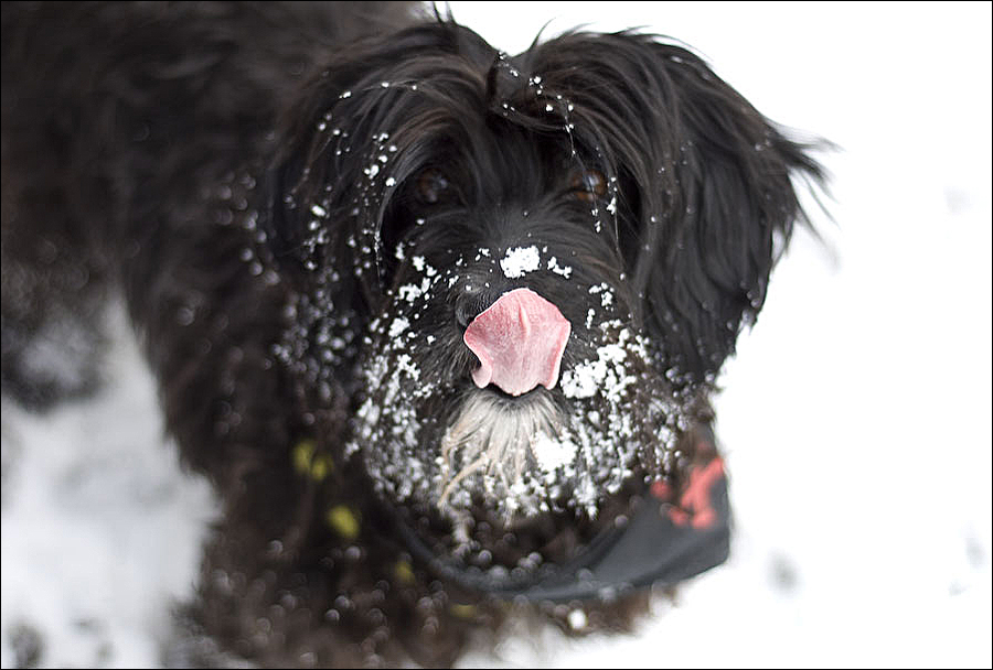 [ Schnee.ist.lecker ]