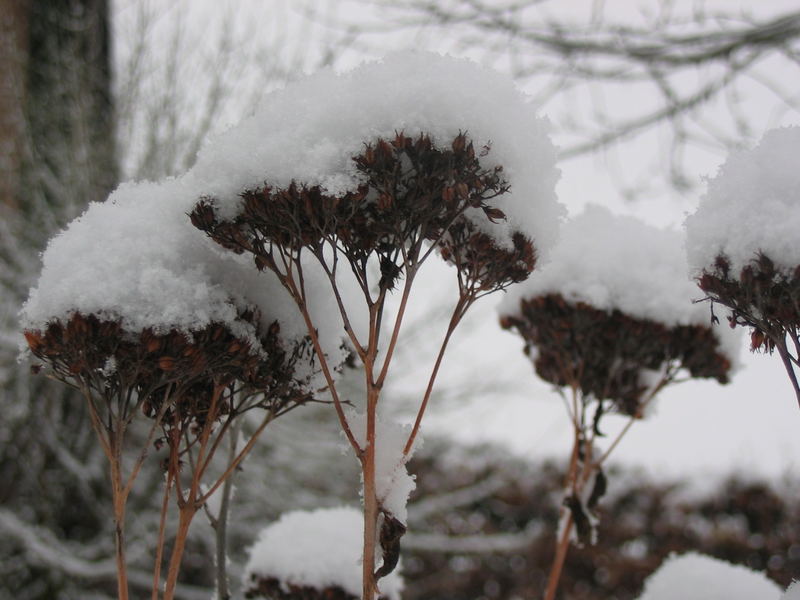 Schneekäpchen