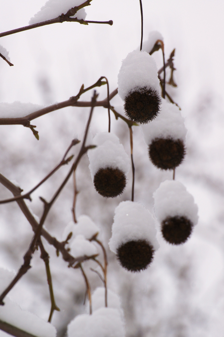 Schneekäppchen