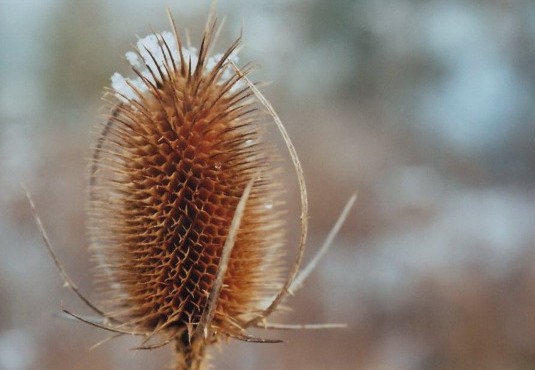 Schneekäppchen