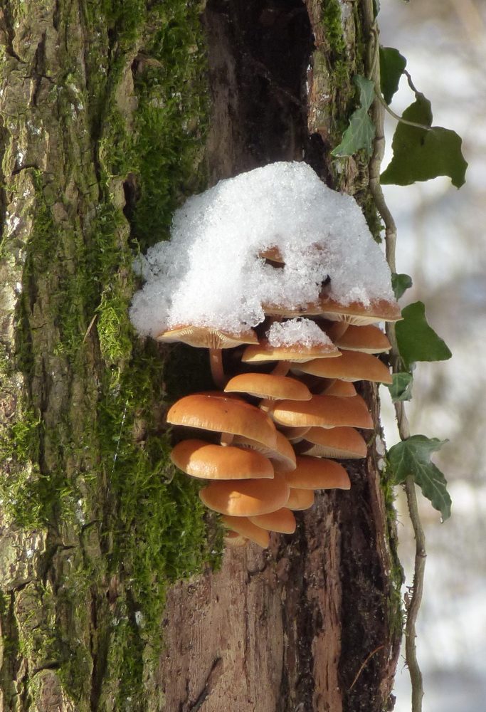 Schneekäppchen