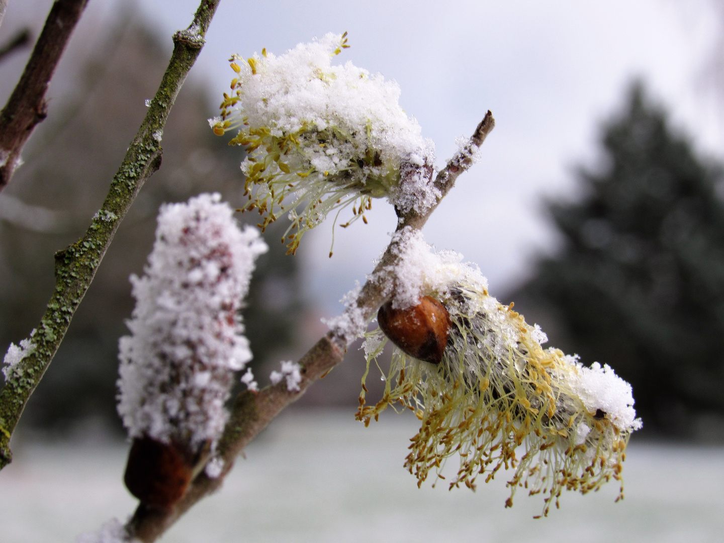 "Schneekätzchen" im April