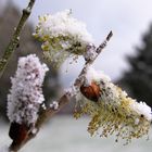 "Schneekätzchen" im April