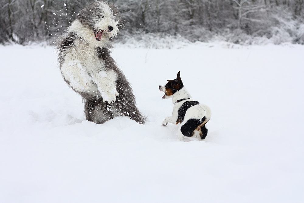 Schneekampf