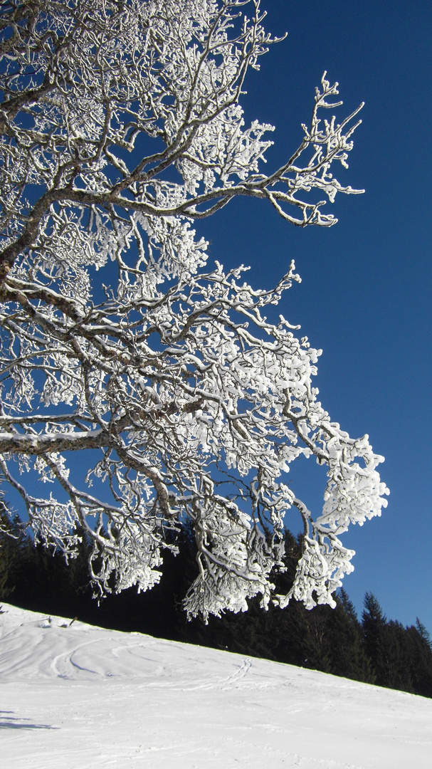 Schneekanonenbaum 2