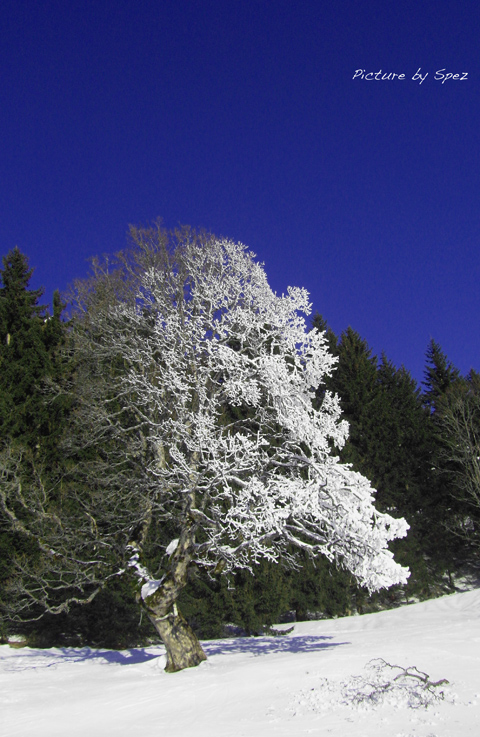 Schneekanonenbaum