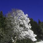 Schneekanonenbaum