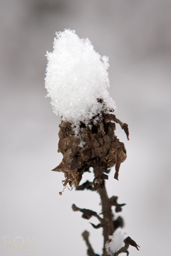 Schneekappe