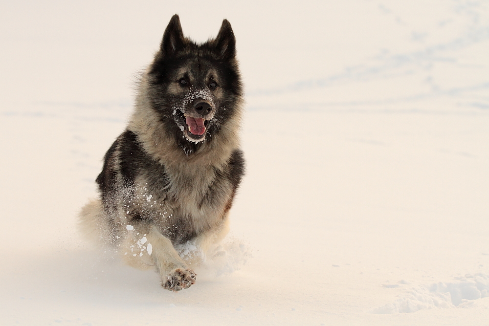 Schneekasper