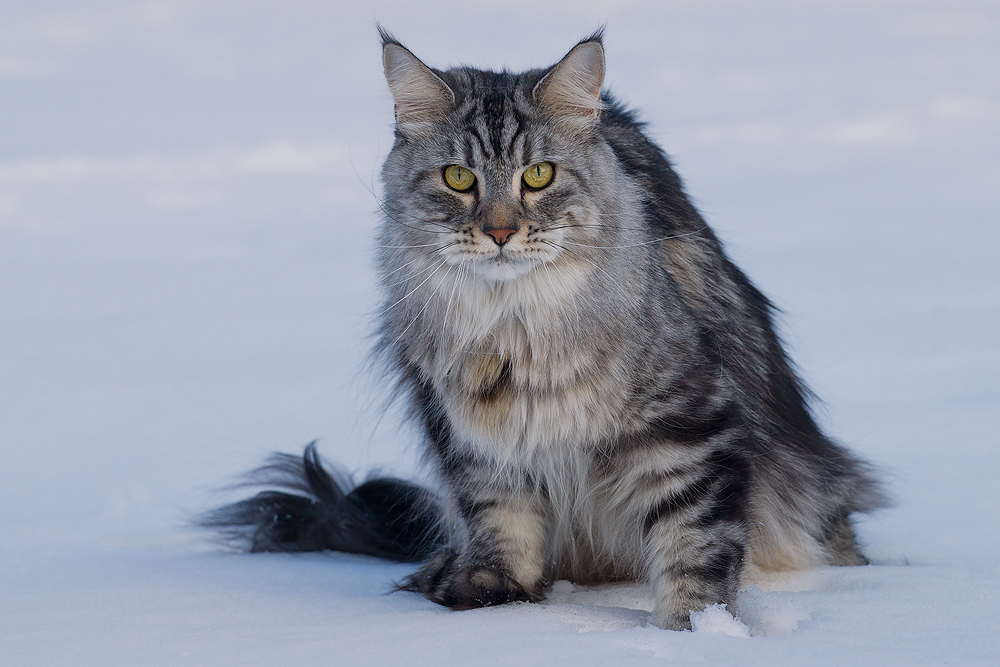 Schneekater