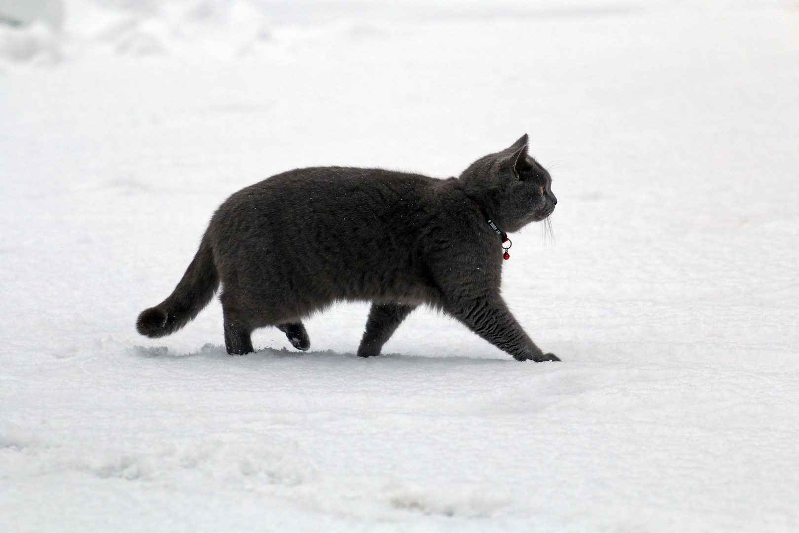 Schneekater