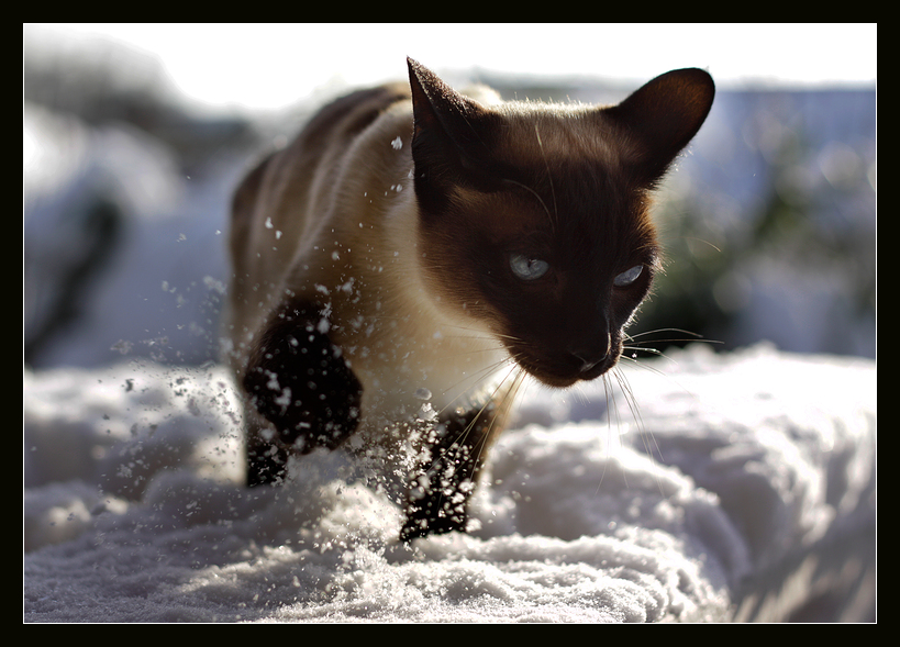 - Schneekater -