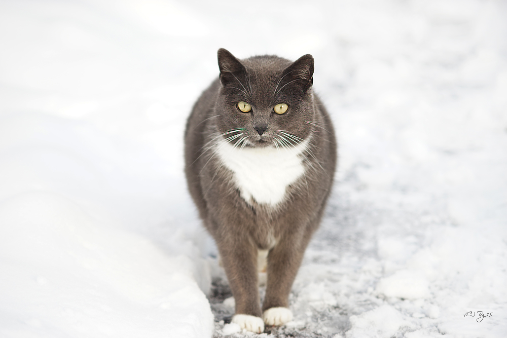 Schneekatze